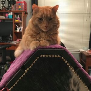 Meet your Posher, Nancy